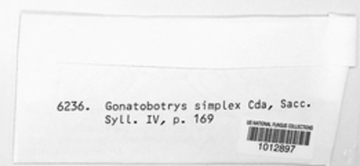 Melanospora simplex image